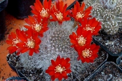 أجمل أزهار الصبار 3