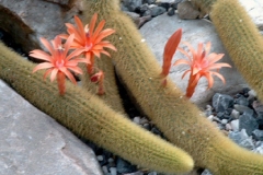 أجمل أزهار الصبار 4