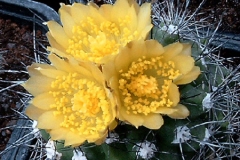 أجمل أزهار الصبار 5