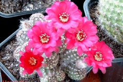 أجمل أزهار الصبار 6