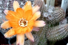 أجمل أزهار الصبار 7