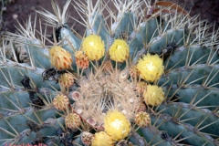 أجمل أزهار الصبار 8