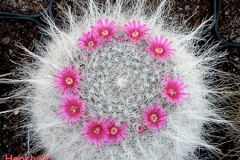 أجمل أزهار الصبار 9