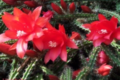 أجمل أزهار الصبار 10