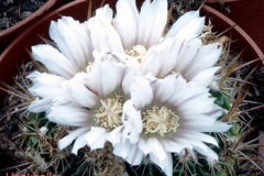 أجمل أزهار الصبار 11