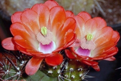 أجمل أزهار الصبار 12