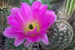 أجمل أزهار الصبار 13