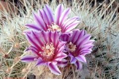 أجمل أزهار الصبار 14