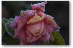 الورد في بداية الشتاء1