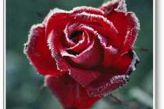 الورد في بداية الشتاء2