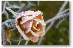 الورد في بداية الشتاء3