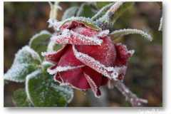 الورد في بداية الشتاء4