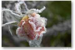 الورد في بداية الشتاء5