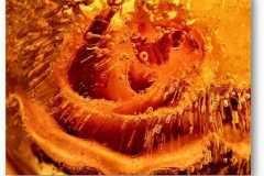 الورد في بداية الشتاء6