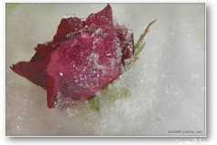 الورد في بداية الشتاء7