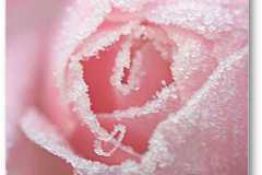 الورد في بداية الشتاء8