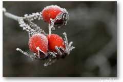 الورد في بداية الشتاء9