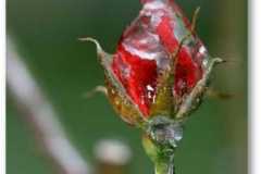 الورد في بداية الشتاء10