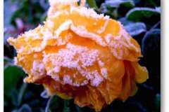 الورد في بداية الشتاء11