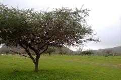وادي دربات