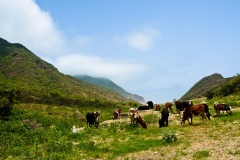 ولاية رخيوت